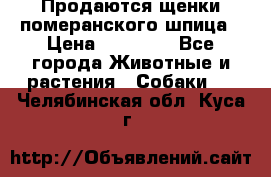 Продаются щенки померанского шпица › Цена ­ 45 000 - Все города Животные и растения » Собаки   . Челябинская обл.,Куса г.